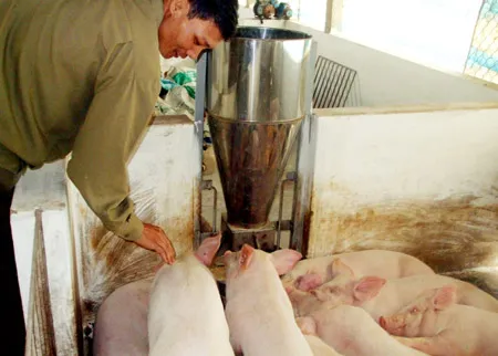 Lại khốn đốn vì dịch tai xanh