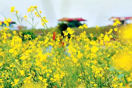 Lời người Kinh Bắc