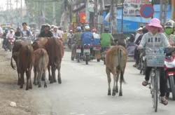 Bò trên đường phố