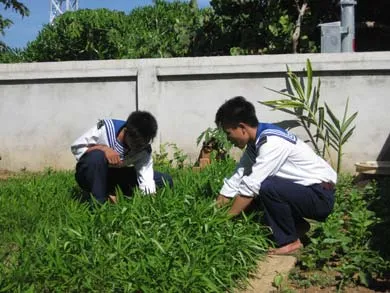 Dưới sự chăm bón của cán bộ chiến sĩ hải quân, các vườn rau ở các điểm đảo Trường Sa vẫn tươi xanh. Ảnh: Đ.H.