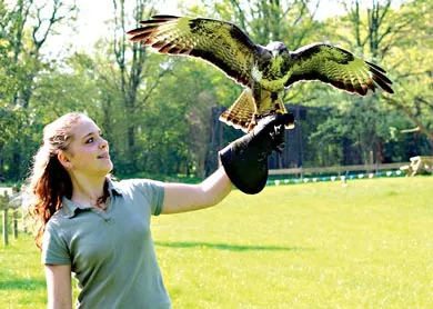 Huấn luyện chim ưng.