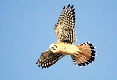 Thể thao chim ưng