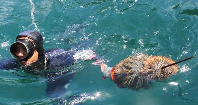 Diệt sao biển gai ở vịnh Nha Trang