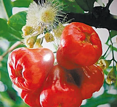 Cây mận trước sân nhà