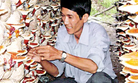 Trại nấm linh chi sắp thu hoạch.