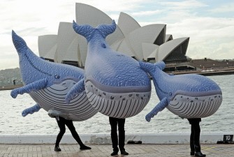 Inflatable humpback whales with the Sydney Opera House (top), help to launch the official start of the whale watching season in Sydney on June 1, 2010. AFP photo