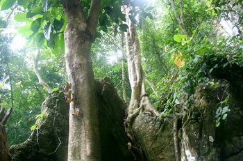 Tau da (Hopea sp) is one of the most common tree species in Phong Nha-Ke Bang national park in the central province of Quang Binh.