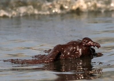 A laughing gull coated in heavy oil wallows in the surf on June 4, on East Grand Terre Island, Louisiana.