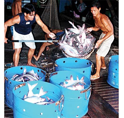 Tra catfish harvested in the Mekong Delta (File photo)