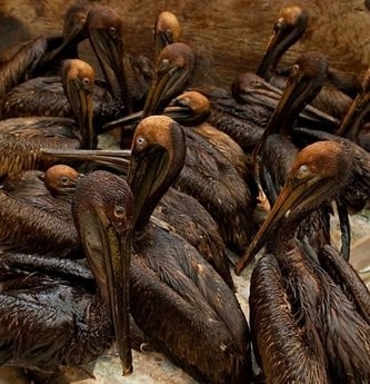 Oil covered brown pelicans found off the Louisiana coast and affected by the BP Deepwater Horizon oil spill in the Gulf of Mexico wait in a holding pen for cleaning at the Fort Jackson Oiled Wildlife Rehabilitation Center in Buras, Louisiana. AFP photo