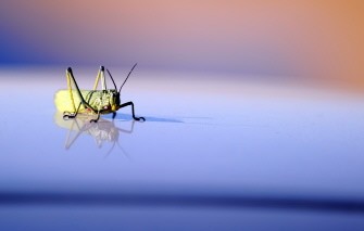 A grasshopper rests on a car roof at the Royal Bafokeng Sports Campus near Rustenburg on June 9, 2010 after an England team training session ahead of the 2010 World Cup. AFP photo