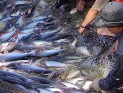 Catfish harvested in the Mekong Delta (File photo)