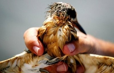 An oil-stained Sandwich Tern is seen in Long Bay on June 19, 2010 west of Port Sulpher, Louisiana. AFP