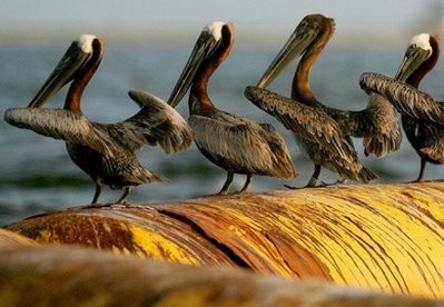 Oil-stained pelicans are seen atop a boom in Barataria Bay, Louisiana.