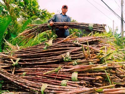A farmer harvests sugarcane crop in Mekong Delta province of Ben Tre (Filed photo)
