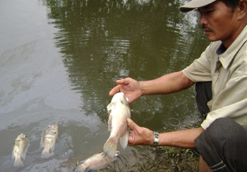 A farmer in the central province of Thua Thien-Hue examines a dead fish found in his Quang Dien District pond.