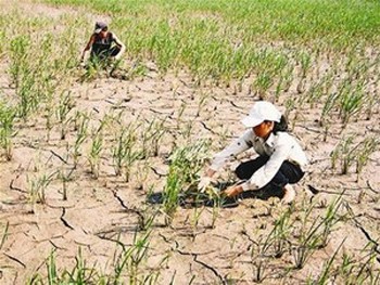 Rice fields die off drought in central Vietnam