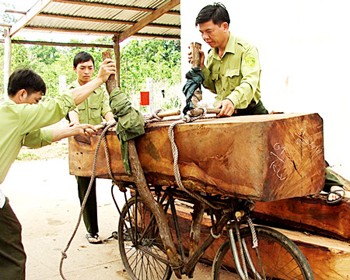 Precious lumber seized at Drang Phok forest management station in Dak Lak Province (Photo: SGGP)