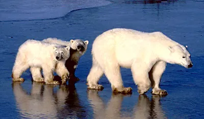 Độc đáo “Planet Earth - Hành trình Trái đất”