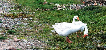 Những chú ngỗng ngẩn ngơ trước nguồn nước nay chỉ còn là bãi đá sỏi.