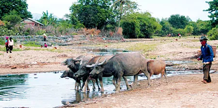 Con suối trong mùa hạn chỉ còn là vũng nước tù.