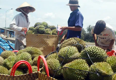 Sầu riêng - một trong những đặc sản của ĐBSCL cần được đầu tư xây dựng thương hiệu.
