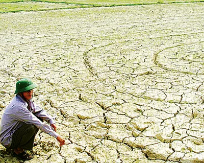 Nông dân xã Mỹ Sơn, Nhân Sơn (huyện Đô Lương, Nghệ An) thẫn thờ trước ruộng lúa đang chết khát. Ảnh: DUY CƯỜNG