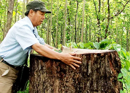 Phóng viên Báo SGGP bên gốc gỗ hương lớn vừa bị đốn hạ tại Tiểu khu 429 Vườn quốc gia Yok Đôn.