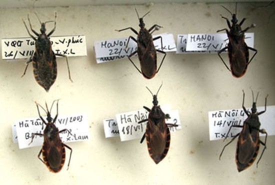 Blood-sucking assassin bugs found in Vietnam