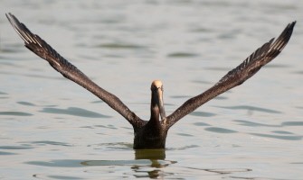 (FILES) In a file picture taken on June 15, 2010 a brown pelican covered with oil from the BP Deepwater Horizon oil spill, swims at Sandy Point in the Gulf of Mexico, near Venice, Louisiana. AFP