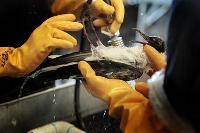 Oil is cleaned off of a gull at a wildlife rehabilitation center in Buras, Louisiana, on July 5.