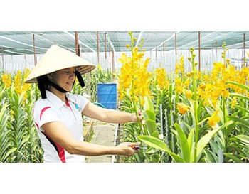 Tran Thi Ngoc Tuyet takes care of her orchid garden worth billions of dong in Cu Chi District, HCMC (Photo: SGGP)
