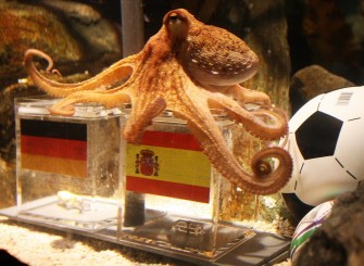 Octopus Paul sits on a box with decorated with a Spanish flag and a shell inside on July 6, 2010 at the Sea Life aquarium in Oberhausen, western Germany. AFP