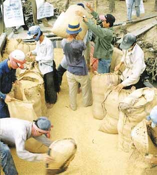 Mekong Delta farmers pack rice for sales amidst worry over prices (Photo: SGGP)