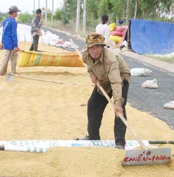 Farmers dry paddies along a road in a Mekong Delta province (Photo: SGGP)