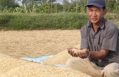 A farmer in a Mekong Delta province holds unhusked rice grains in his palms (Photo: SGGP)