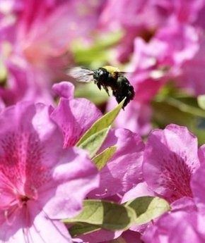 Tokyo's Ginza district is usually abuzz with shoppers and office workers, but high above its skyscrapers an army of urban farmers are stacking up beehives dripping with golden honey.