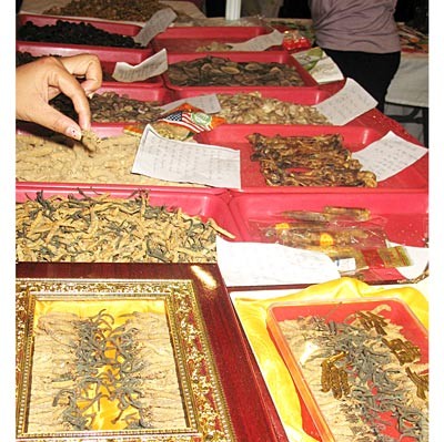 Varieties of ginseng sold in the market (Photo: SGGP)