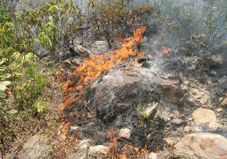 Đà Nẵng: Cháy rừng đặc dụng Nam Hải Vân