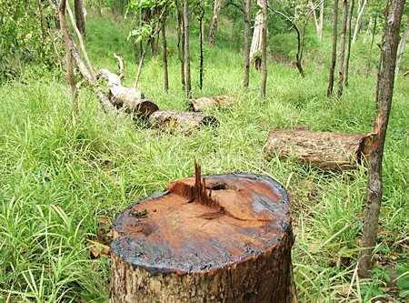 Từ loạt bài “Thực trạng các vườn quốc gia: Rừng… chết”: Thành lập đoàn kiểm tra làm rõ các vụ phá rừng