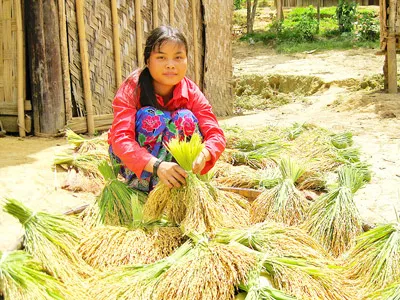 Đồng bào Mông ở xã Tam Hợp, huyện Tương Dương, tỉnh Nghệ An thu hoạch lúa.