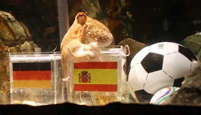 Bạch tuộc Paul chọn Tây Ban Nha.