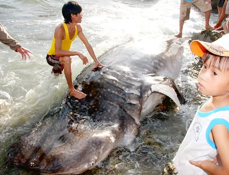 Bình Định: Phát hiện xác cá nặng hơn 1,5 tấn