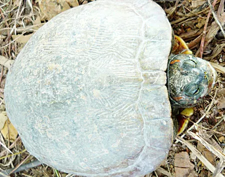 Nhanh chóng đưa rùa tai đỏ ra khỏi Việt Nam