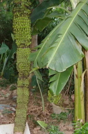 Thừa Thiên Huế: Buồng chuối cau 105 nải