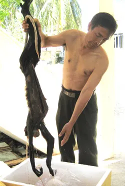 Khánh Hòa: Sẽ khởi tố hình sự vụ giết 7 con voọc