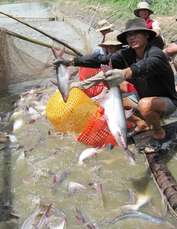 Thị trường xuất khẩu thủy sản mở rộng  -  Cơ hội để “lột xác”