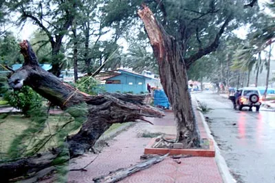 Cây lớn bị gió quật đổ bên bờ biển Đồ Sơn.