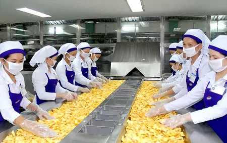 Chế biến mít sấy xuất khẩu tại Công ty Vinamit. Ảnh: CAO THĂNG