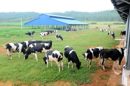 Sữa tươi Việt Nam: Chủ động nâng cao chất lượng